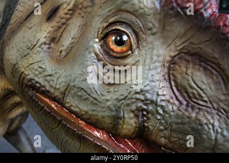 Allosaurus model, juvenile, different lizard, detail of the head, Dino City III, Bochum, Ruhr area, North Rhine-Westphalia, Germany, Europe Stock Photo