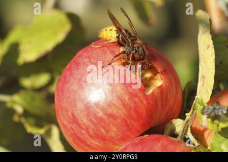 European hornet (Vespa crabro) licking juice from the wound of a ripe apple, Lower Austria, Austria, Europe, Lower Austria, Austria, Europe Stock Photo