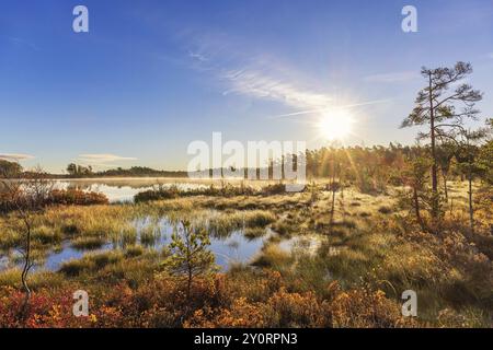 Scenics view at a bog with morning fog and sun rays over the pine forest and beautiful autumn colours, Sweden, Europe Stock Photo