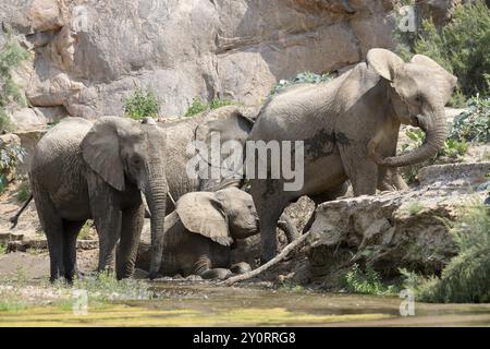 Desert elephants (Loxodonta africana) taking a mud bath in the Hoarusib dry river, Kaokoveld, Kunene region, Namibia, Africa Stock Photo