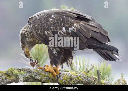 A close up wildlife photo of a juvenile bald eagle perched on a branch eating a fish in north Idaho Stock Photo