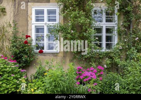 House wall with white windows, surrounded by lush vegetation and colourful flowers, including climbing plants and roses, Lower Saxony, Germany, Europe Stock Photo