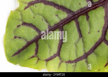 Leaf of Rumex sanguineus with purple veins in close-up, focus on botanical details, front view Stock Photo