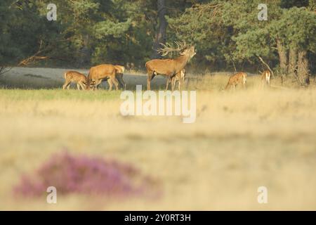 Herd of red deer (Cervus elaphus) and male red deer in rut, rut, antlers, heathland, De Hoge Veluwe National Park, Veluwe, Gelderland, Holland, Nether Stock Photo