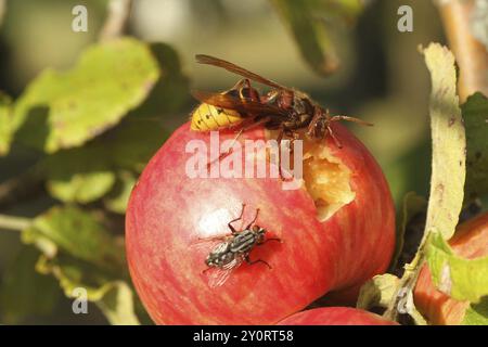 European hornet (Vespa crabro) licks juice from the wound of a ripe apple, size comparison with grey Sarcophaga carnaria Lower Austria, Austria, Europ Stock Photo