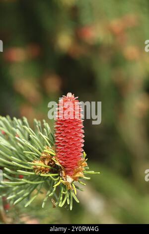 European spruce (Picea abies), inflorescence, female flower, becomes a spruce cone, Wilden, North Rhine-Westphalia, Germany, Europe Stock Photo