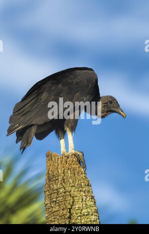 A large black vulture is perched on a tree stump in Lake Woodruff by Deland, Florida Stock Photo