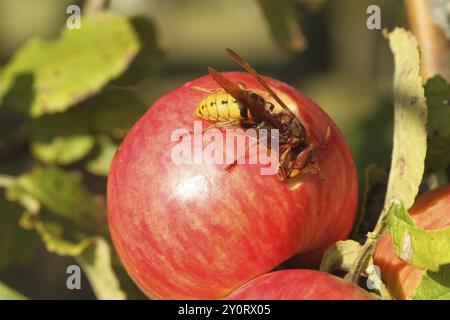 European hornet (Vespa crabro) licking juice from the wound of a ripe apple, Lower Austria, Austria, Europe, Lower Austria, Austria, Europe Stock Photo