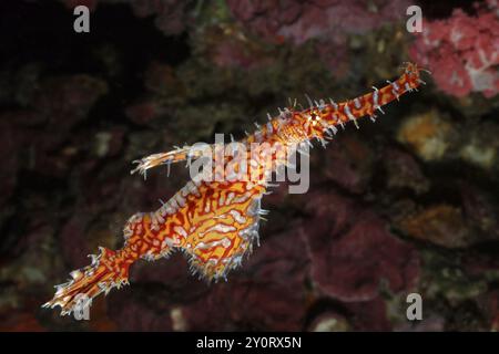 Ornate ghost pipefish (Solenostomus paradoxus) Ghost pipefish, ragged ghostfish, ragged ghostfish, Indo-Pacific, Andaman Sea, Thailand, Asia Stock Photo