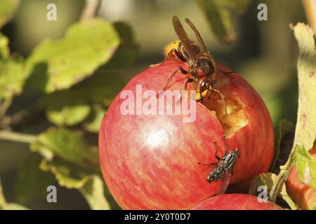 European hornet (Vespa crabro) licks juice from the wound of a ripe apple, size comparison with grey Sarcophaga carnaria Lower Austria, Austria, Europ Stock Photo
