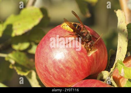 European hornet (Vespa crabro) licking juice from the wound of a ripe apple, Lower Austria, Austria, Europe, Lower Austria, Austria, Europe Stock Photo