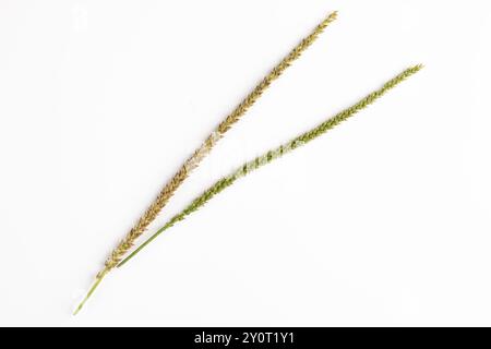 Two seed heads, one green and one brown of the broad-leaved plantain (Plantago major) on a white background Stock Photo