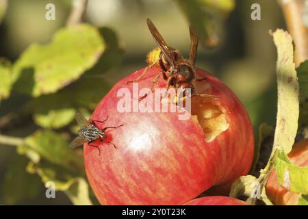 European hornet (Vespa crabro) licks juice from the wound of a ripe apple, size comparison with grey Sarcophaga carnaria Lower Austria, Austria, Europ Stock Photo