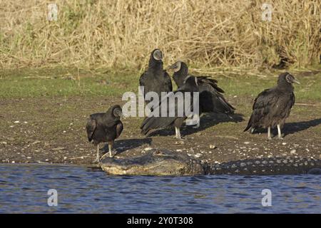 American alligator (Alligator mississippiensis) lying on the shore and a troop of corvids (Coragyps atratus), Myakka River State Park, Florida, USA, N Stock Photo