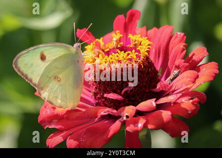 Cloudless Sulphur or Phoebis sennae feeding on a red flower at the Payson community garden in Payson, Arizona. Stock Photo
