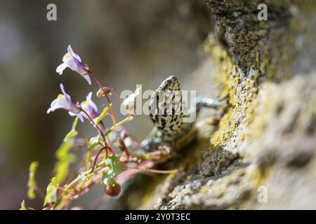 A lizard basks on a sunlit rock, surrounded by small, purple flowers and greenery, Bavaria Stock Photo