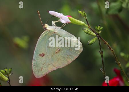 Cloudless Sulphur or Phoebis sennae feeding on a salvia flower at the Payson community garden in Payson, Arizona. Stock Photo