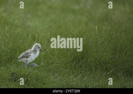 Juvenile black-capped avocet (Recurvirostra avosetta) walking in the grass, chick, Texel, Netherlands Stock Photo