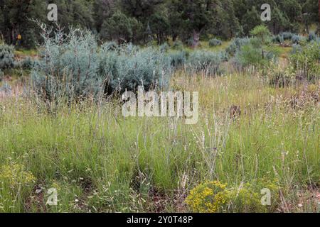 View of shrubs and grasses on the Pine Loop trail in Pine, Arizona. Stock Photo