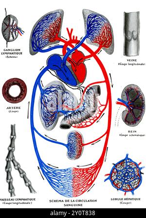 Illustration of the human circulatory system. Oxygenated blood (red) from the lungs is pumped from the heart around the body. Deoxygenated blood (blue) returns to the heart where it is pumped to