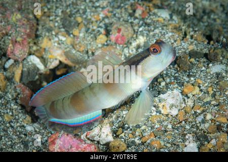 Masked Shrimpgoby, Amblyeleotris gymnocephala, Lembeh Strait, North Sulawesi, Indonesia Stock Photo