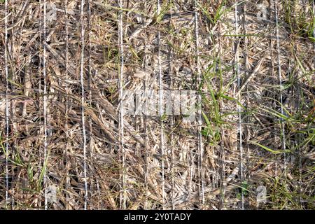 Woven straw mat used for stormwater erosion control with grass growing through  Stock Photo