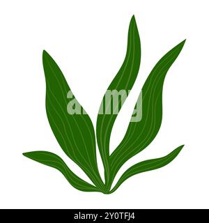 Green Algae Vegetation Plant Illustration Stock Vector