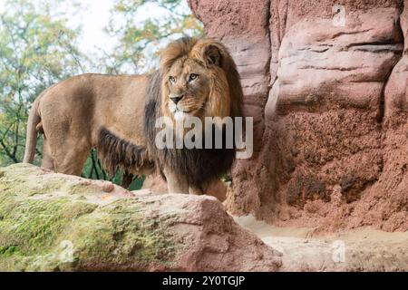 A male Barbary Lion Panthera leo leo, standing on a rock at Hannover Zoo. Hannover Lower Saxony Germany FB 2014 4360 Stock Photo