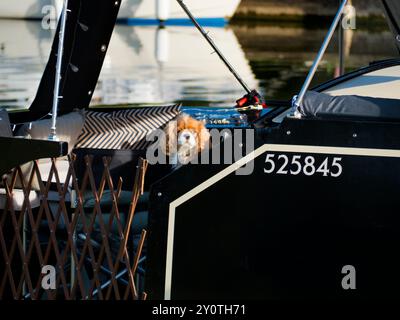 Cute cocker spaniel puppy inspects me from a houseboat moored on the Thames at Abingdon. Is he cute, or what? We're on the south bank of the river, ju Stock Photo