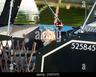 Cute cocker spaniel puppy inspects me from a houseboat moored on the Thames at Abingdon. Is he cute, or what? We're on the south bank of the river, ju Stock Photo