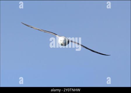 Fulmar (fulmaris glacialis) in flight over the north atlantic ocean Stock Photo
