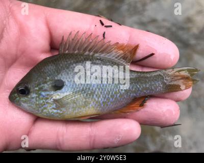 Longear Sunfish Complex (Lepomis megalotis) Actinopterygii Stock Photo