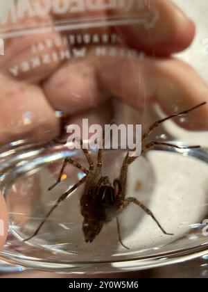 Charcoal Spider (Tegenaria ferruginea) Arachnida Stock Photo - Alamy