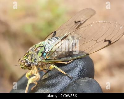 Chorus Cicada (Amphipsalta zelandica) Insecta Stock Photo