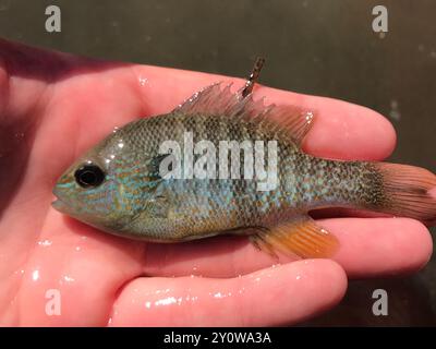 Longear Sunfish Complex (Lepomis megalotis) Actinopterygii Stock Photo