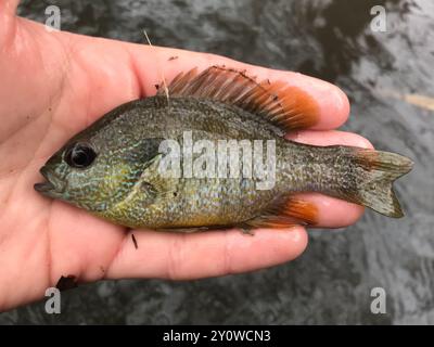 Longear Sunfish Complex (Lepomis megalotis) Actinopterygii Stock Photo