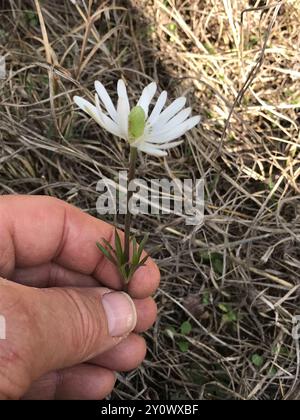 Tenpetal Anemone (Anemone berlandieri) Plantae Stock Photo