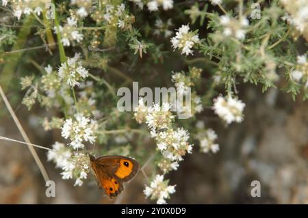 Spanish Wood Marjoram (Thymus mastichina) Plantae Stock Photo