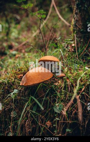 Two brown mushrooms Leccinum Aurantiacum growing on a grassy forest floor surrounded by moss, twigs, and natural foliage in a woodland setting Stock Photo