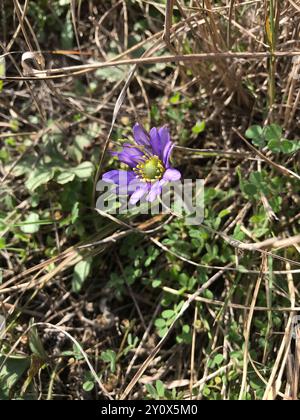 Tenpetal Anemone (Anemone berlandieri) Plantae Stock Photo