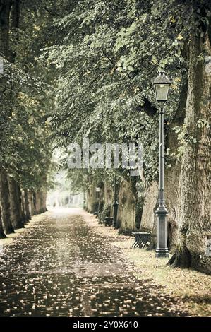 Tree lined avenue in Avenham Park at start of autumn Stock Photo