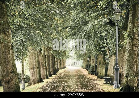 Tree lined avenue in Avenham Park at start of autumn Stock Photo