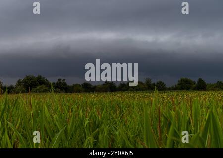 Gewitter im September Dunkle Wolken einer aufziehenden Gewitterfront sind am Morgen über den Feldern mit Mais und Sonnenblumen zu sehen., Kronberg Hessen Deutschland *** Thunderstorm in September Dark clouds of an approaching thunderstorm front can be seen in the morning over the fields with corn and sunflowers , Kronberg Hessen Germany Stock Photo