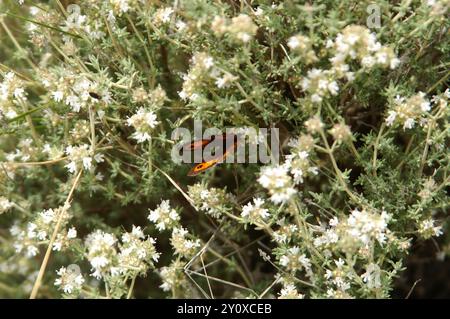 Spanish Wood Marjoram (Thymus mastichina) Plantae Stock Photo