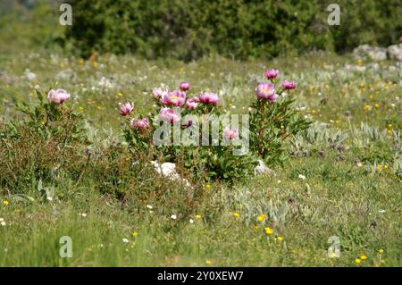 (Paeonia broteri) Plantae Stock Photo