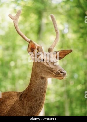 Red deer stag between trees in forest. Stock Photo