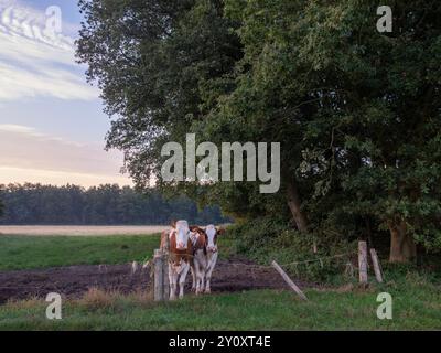 meadow with red and white spotted cows near forest between maashees and boxmeer in noord-brabant Stock Photo