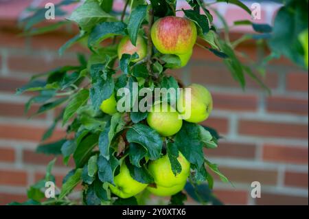 Many red and yellow apples on a apple tree in private garden. Stock Photo