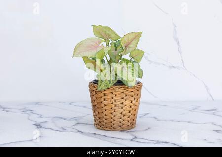 Syngonium podophyllum plant in wicker basket on a marble floor Stock Photo