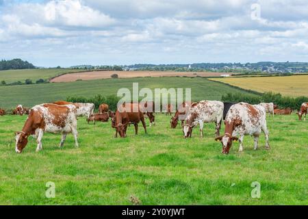 farm herd of dairy shorthorn cows grazing in a field Stock Photo